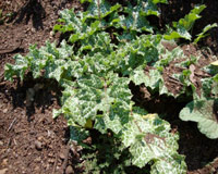 Carduus Marianus