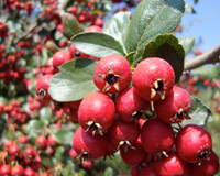 Crataegus Monogyna